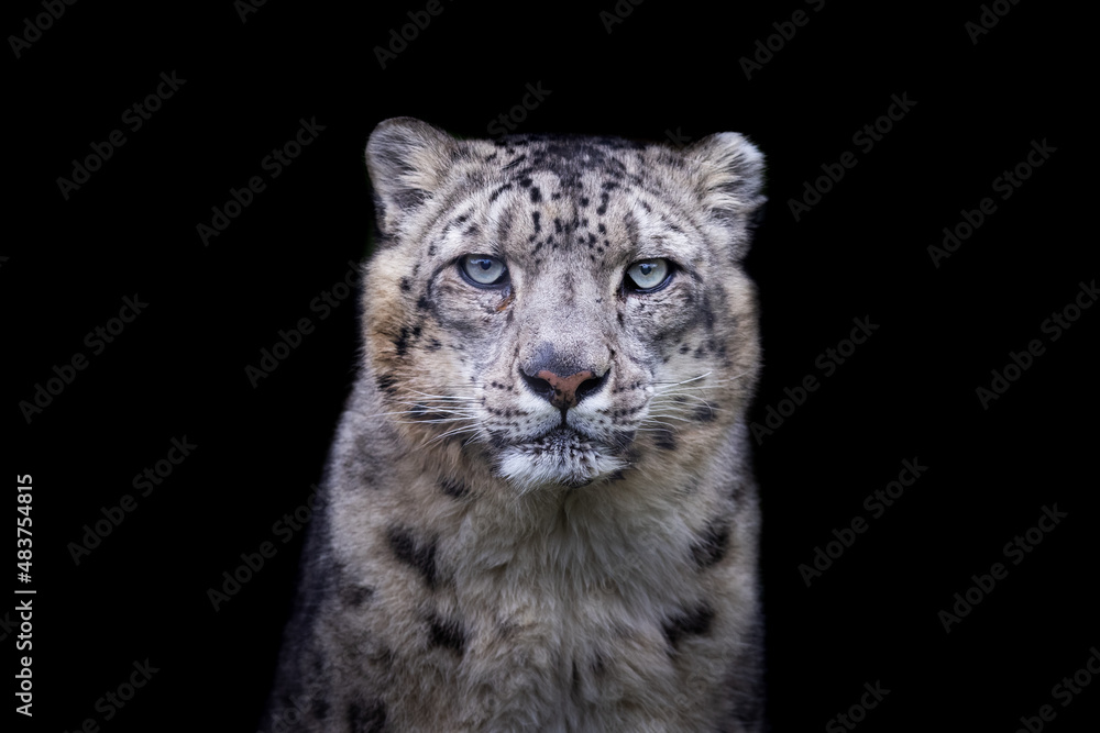 Canvas Prints portrait of a snow leopard with a black background