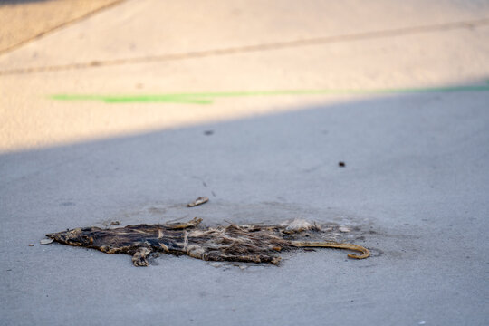 Photo of roadkill rat on the road