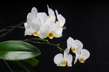 beautiful white phalaenopsis orchid many branches with flowers on a black background
