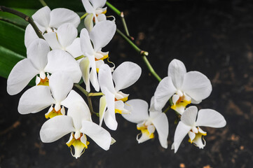beautiful white phalaenopsis orchid many branches with flowers
