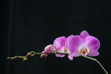 Fototapeta na wymiar orchid flowers phalinopsis pink on a branch on a black background 