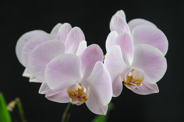 Fototapeta na wymiar pink flowers orchid phalaenopsis on a black background macro photo 