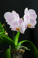 Naklejka na ściany i meble pink flowers phalaenopsis orchid on black background 