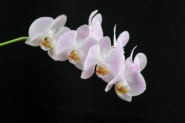 pink flowers on a branch Phalaenopsis orchid on a black background
