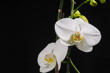 Naklejka na ściany i meble white flowers orchid phalaenopsis formidable on black background 