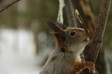 Fluffy squirrel on a tree close-up

