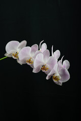 Fototapeta na wymiar phalinopsis orchids gently pink color on a branch on a black background 