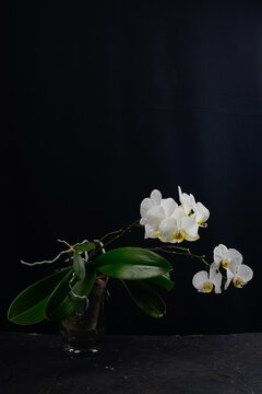 white orchid phalinopsis on branches on a black background vertical photo in a flowerpot
