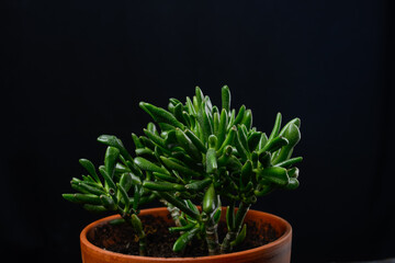 krasula in a clay pot on a black background macro photo
