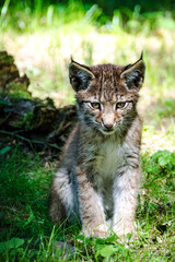 Luchs