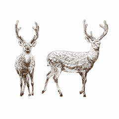 Hand drawn deer isolated on a white backgrounds. Design element. Vector illustration