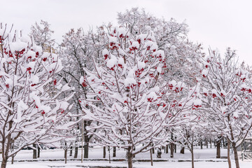 rowan trees with red berries under a thick layer of snow in winter