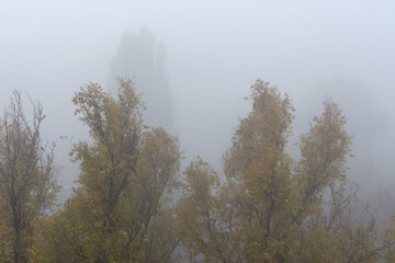 Fototapeta na wymiar thick gray fog in autumn trees in fog poor visibility