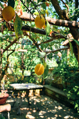 Lemon Orchards in Italy