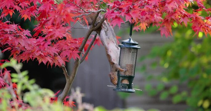 Grey Squirrel eating from a bird feeder on a colorful Japanese Maple, UK. Slow motion.
