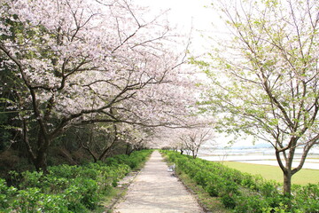 Obraz premium 桜小道