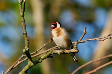 European goldfinch (Carduelis carduelis)