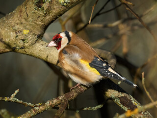 European goldfinch (Carduelis carduelis)