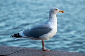 Möve am Hafen