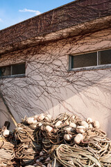 蔦の絡まったコンクリートの壁　old house