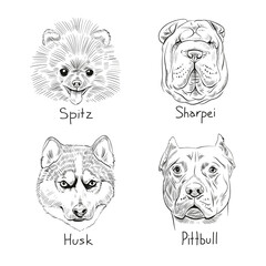 Set of hand drawn dogs, vector illustration