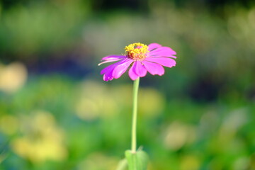 flowers in the garden