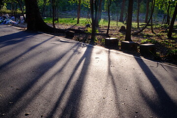 road in the forest