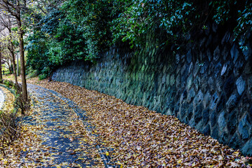 秋の枯れ葉と公園を散歩する
