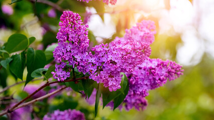 Obraz premium Lilac bush during flowering. Purple lilac flowers