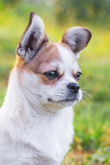 Small Pekingese dog with a close look in the garden on a blurred background