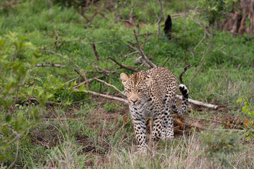Naklejka na ściany i meble African Leopard in South Africa