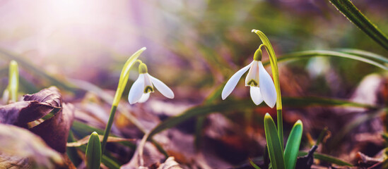 Snowdrops in the spring forest in the rays of the spring sun