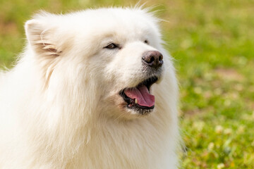 White fluffy dog breed Samoyed with close up with open mouth. Portrait of a dog barking