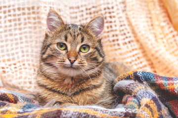 Cute brown striped cat resting in a room on a plaid