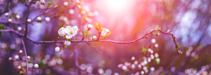Cherry plum branch with flowers and buds at sunset, cherry plum blossoms