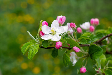 Obraz premium Apple tree branch with pink flowers and buds. Raindrops on apple blossoms