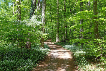 Waldweg mit Bärlauch bei Frankfurt