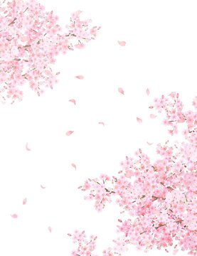 Fototapeta 美しく華やかな満開の桜の花と花びら舞い散る春の白バックフレームベクター素材イラスト 