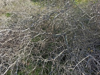 closeup of pruned olive twigs in the middle of the countryside 