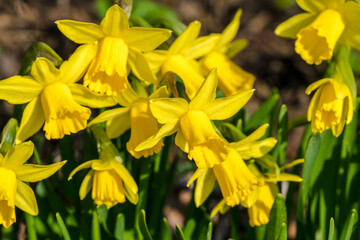 Obraz premium Frühling