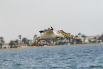 Great White Pelican, Namibia