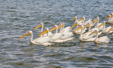 Great White Pelican, Namibia