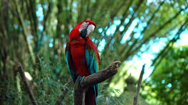 Parrot ara with red and green feathers in the usual habitat with green grass and sprawl
