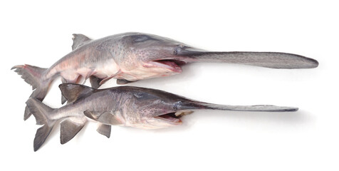 Two raw big paddlefish.