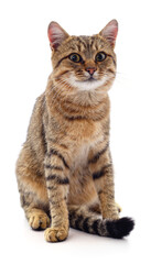 One brown kitten.