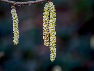 Naklejka premium catkins in spring