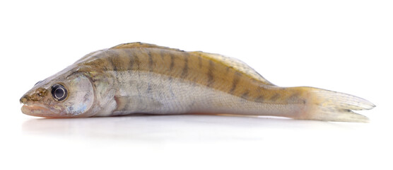 Little fresh perch.