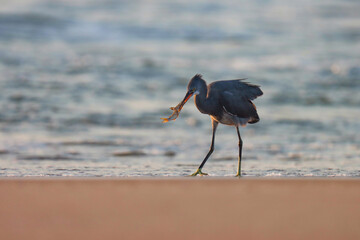 Egret on the beach. Western reef heron. Western reef egret. Egretta gularis. Egret fishing.