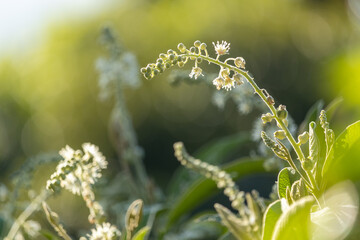 sunny background with flower buds and leaves detail - copy space