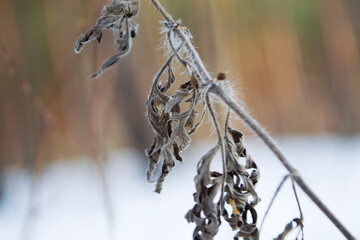 dry grass leaves
